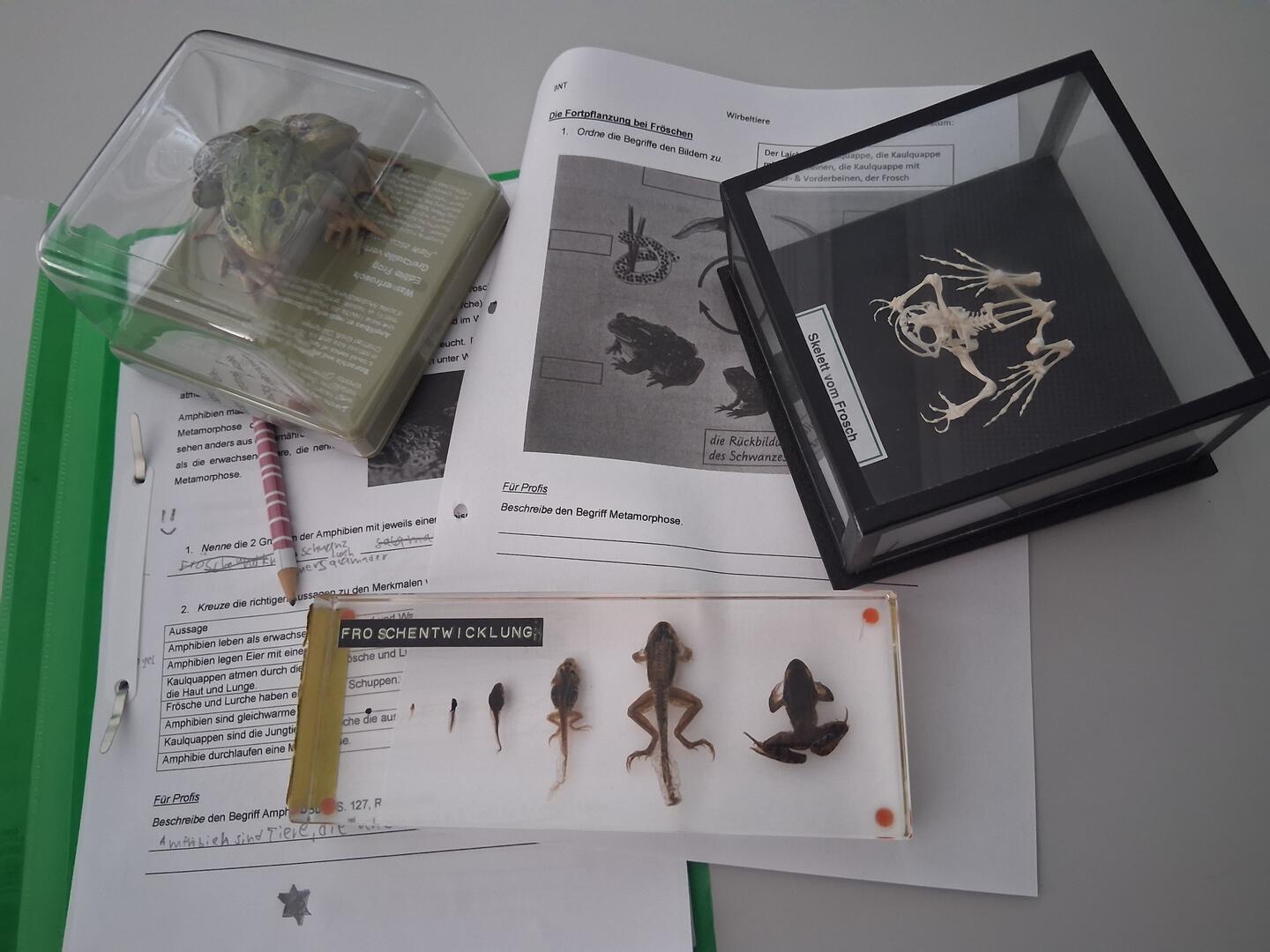 Biologie Metamorphose