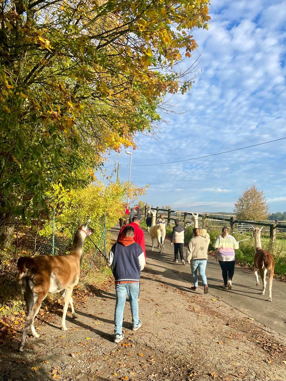 Lama wandern